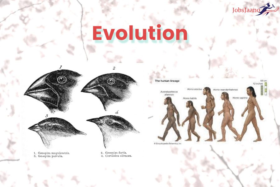 Evolution Multiple Choice Questions and Answers pdf | JobsJaano.com
